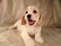 Male Cockapoo puppy for sale Black and tan $575 Iowa pups